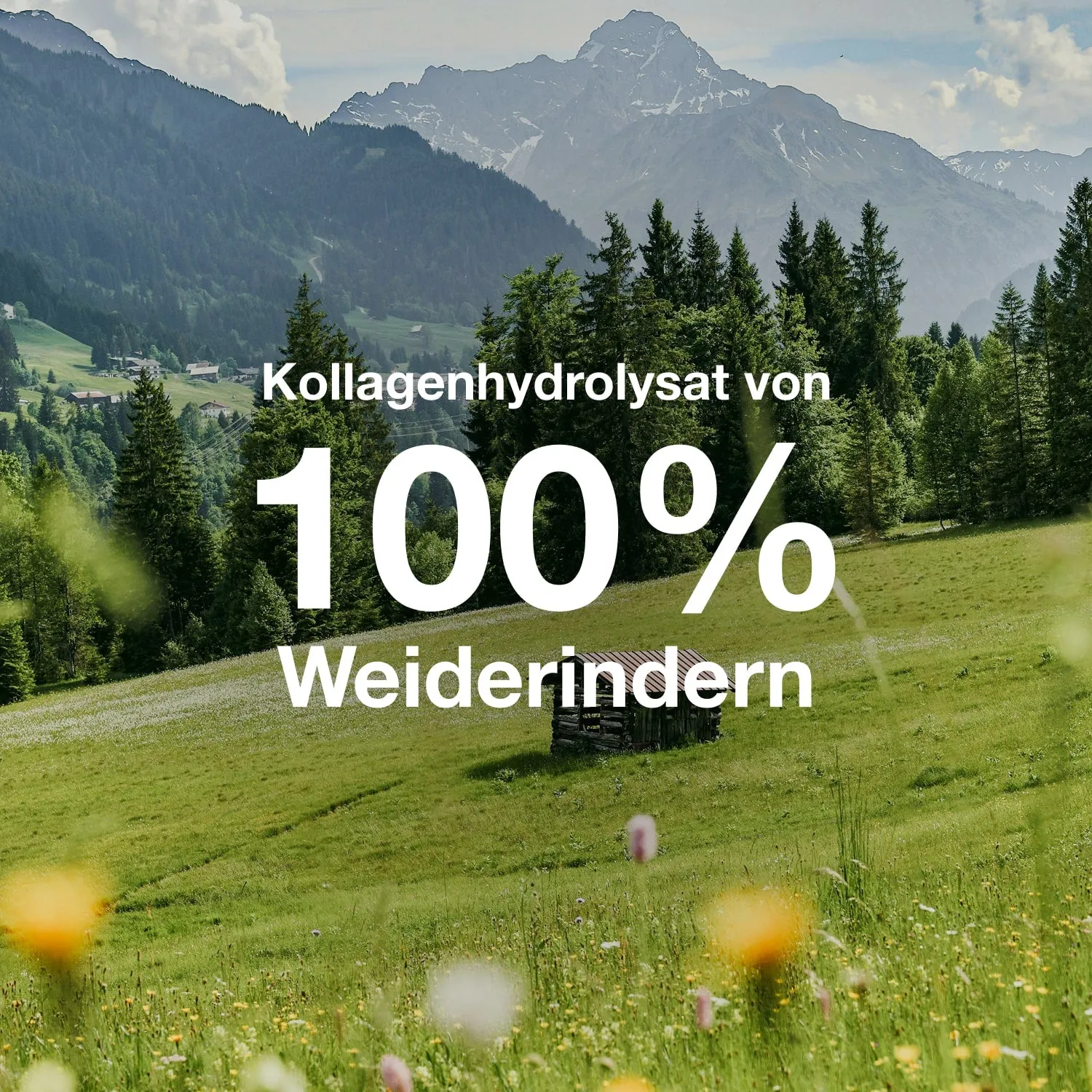 ORGAINIC Kollagen Kollagenpulver 700 g reines Rinderhydrolysat